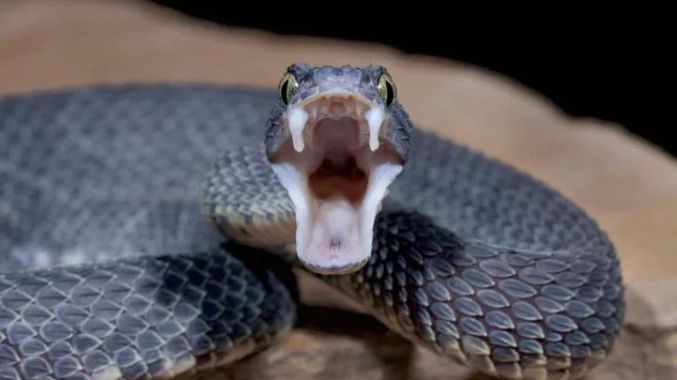 5 Top News & Articles about Snake Bites